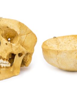 Representación de cráneo humano